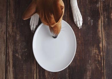 تحب الكلاب اختلاس الطعام من الطاولات